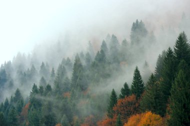 Dağ ormanlarında sise bakan manzara