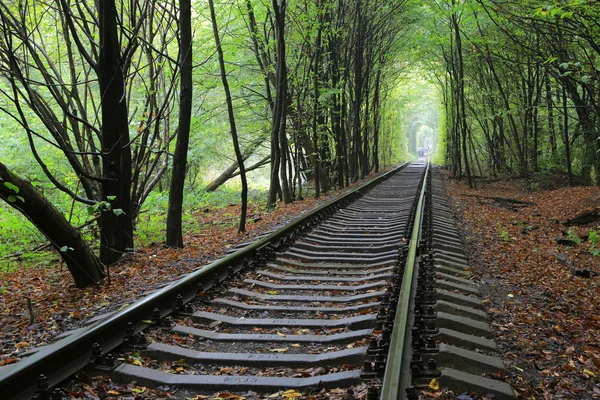 在森林铁路 — 图库照片