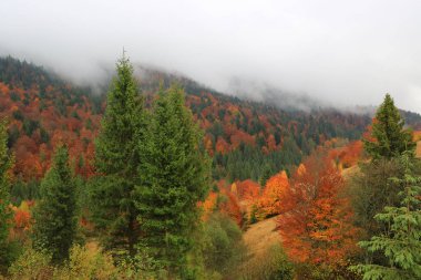 Karpat, Ukrayna 'da güzel bir sonbahar manzarası