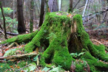 Islak ormanlarda yeşil yosunlarla kaplı eski ahşap gövdeli manzara.