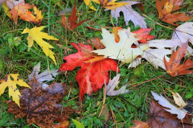 Parktaki ıslak çimlerde sonbahar yaprakları