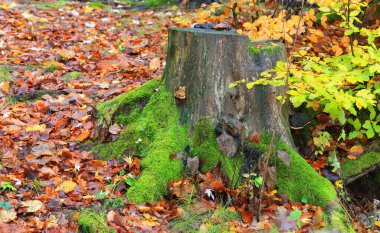 Sonbahar ormanında yeşil yosunlu eski tahta kütük.
