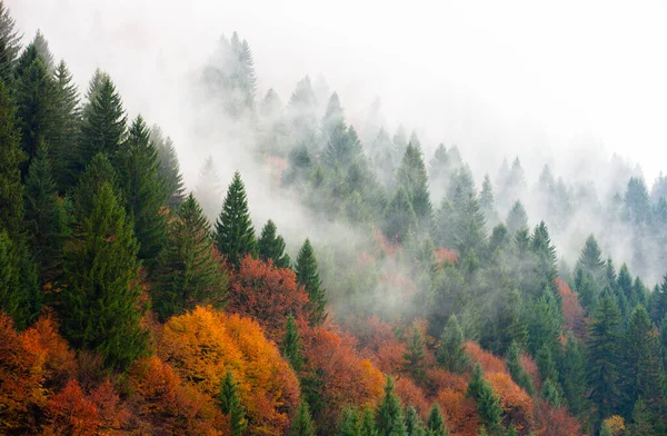 Dağ yamacındaki ormandaki sisli manzara