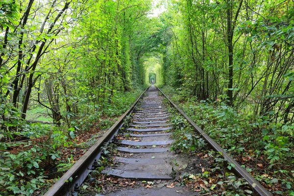 Railway in forest — Stock Photo, Image