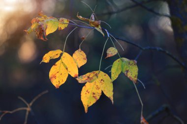 Parlak sonbahar yaprakları Akşamüstü güneş ışığında ağaç dalında
