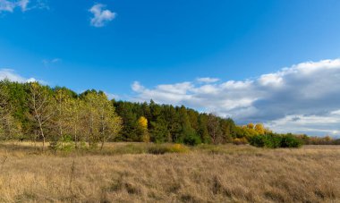 Ormandaki çayırlarda güneşli sonbahar manzarası