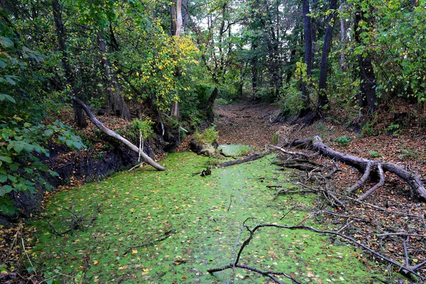 Tourbière dans la forêt — Photo