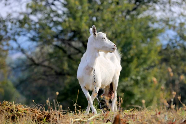 Cabra en el pasto — Foto de Stock
