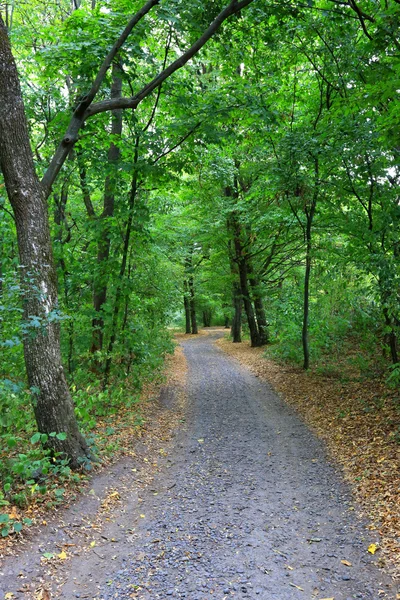 Patway i skogen — Stockfoto