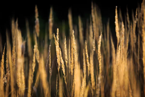 Erba secca sul prato autunnale — Foto Stock