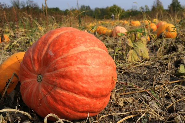 Pumpkins on vegetable garden — Stock Photo, Image