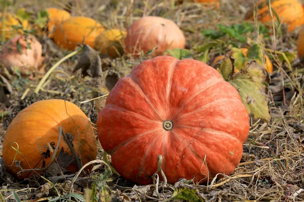 Schöne Pumplinen auf dem Feld — Stockfoto