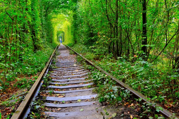 Old railway in autumn forest — Stock Photo, Image