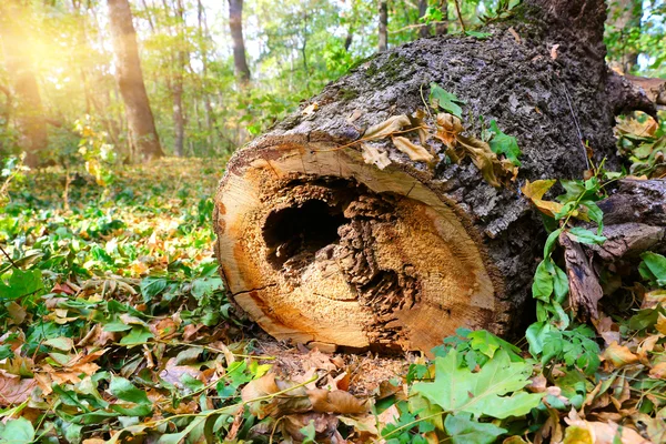 Oude houten log in bos — Stockfoto