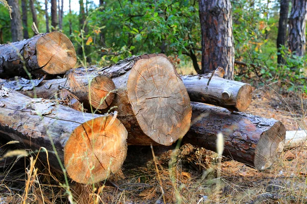 Troncos de madera de pino en bosque —  Fotos de Stock