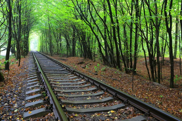 Eisenbahn im Wald — Stockfoto