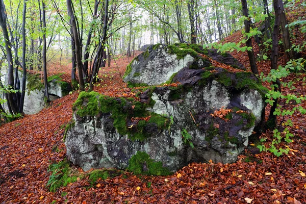 Autum ліс краєвид — стокове фото