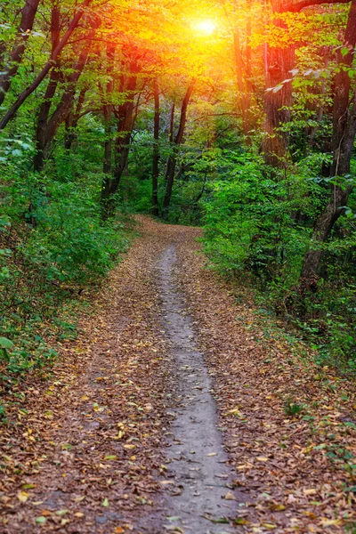 Camino en el parque de otoño — Foto de Stock