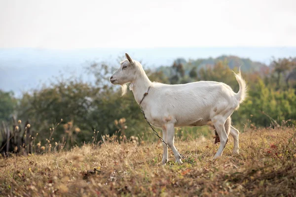 Сельская коза на пастбище — стоковое фото