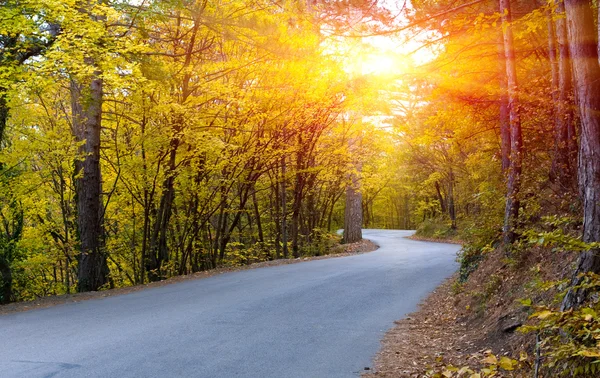 Estrada na floresta de outono — Fotografia de Stock
