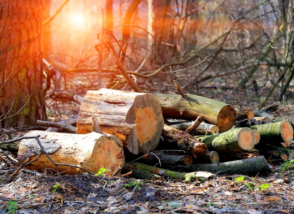 Wooden logs in forest — Stock Photo, Image