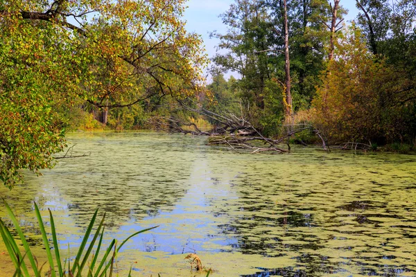 Marais dans la forêt — Photo