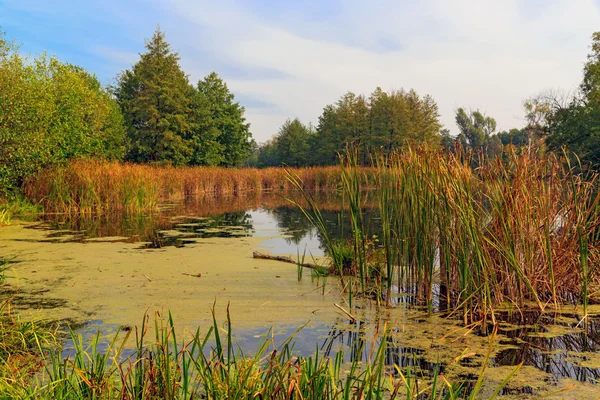 Herbst auf altem Moor — Stockfoto