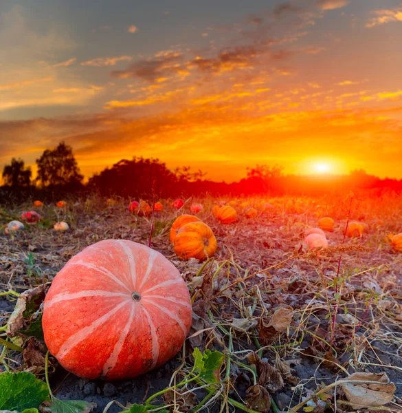 Pumpkins on evening field — Stock Photo, Image