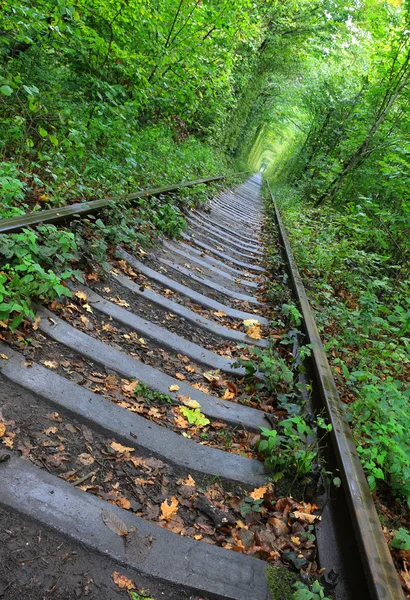 Railway road in forest — Stock Photo, Image