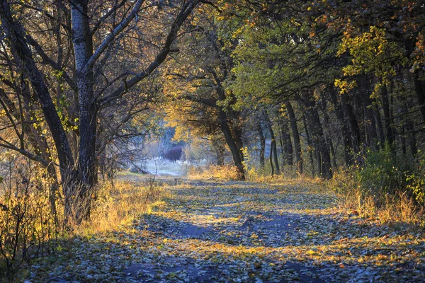 Höstväg i skog — Stockfoto