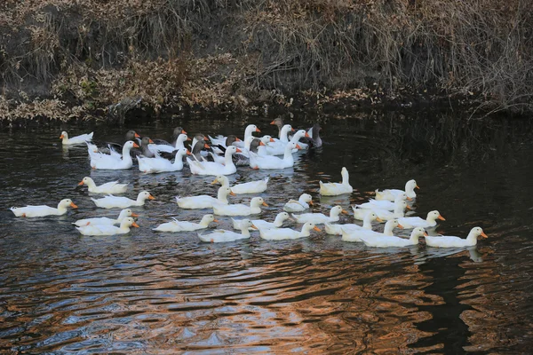 Gruppo di anatre sul lago — Foto Stock