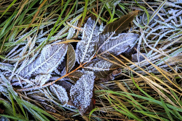 잔디에 얼어붙은 나뭇가지 — 스톡 사진