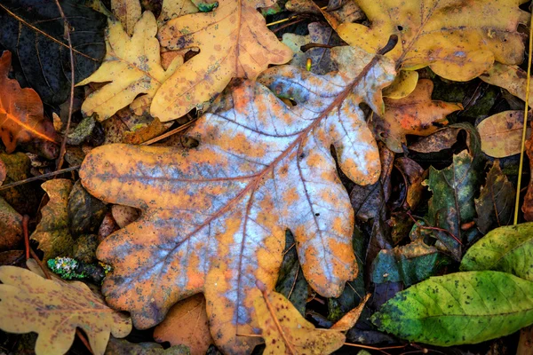 Herbst-Eichenblätter — Stockfoto