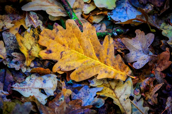 Folha de carvalho de outono seco — Fotografia de Stock