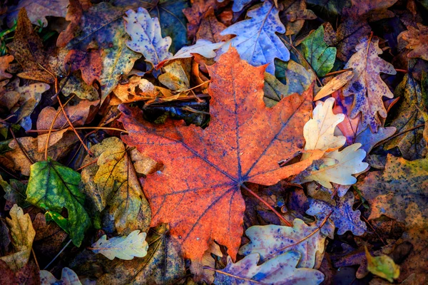 Herbst-Ahornblatt — Stockfoto