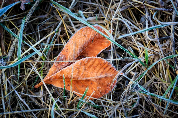 冷凍秋の草を葉します。 — ストック写真