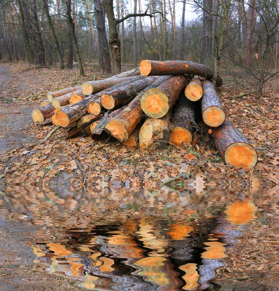 Pine log van opslag — Stockfoto