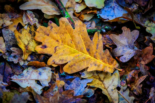 Foglia secca di quercia autunno — Foto Stock