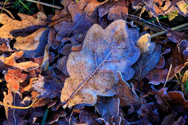 Bevroren leafage achtergrond — Stockfoto