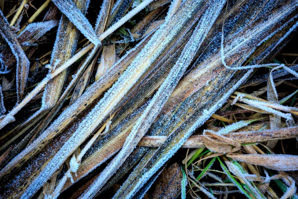 结霜的草背景 — 图库照片