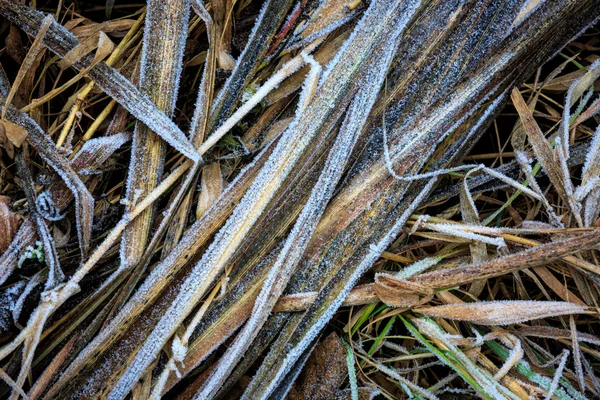 Frost und Gras — Stockfoto