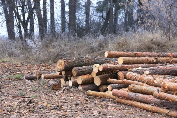 Pine wooden logs — Stock Photo, Image