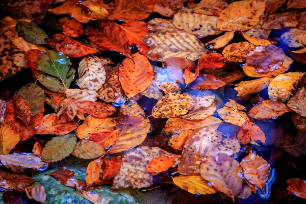 Atumn blaadjes in water — Stockfoto