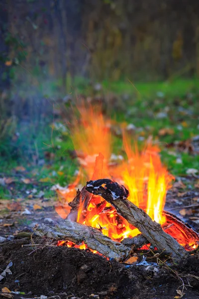 Oheň v lese — Stock fotografie
