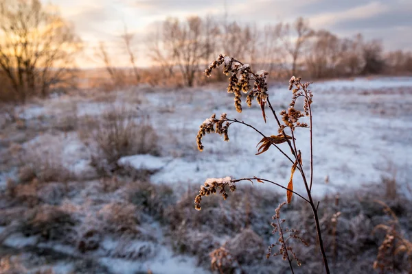Galho congelado no prado — Fotografia de Stock