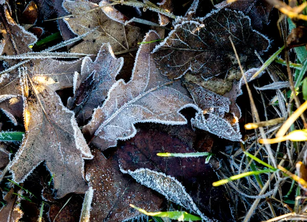 Foglie di quercia congelate — Foto Stock