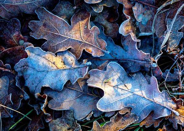 Foglie di quercia smerigliata — Foto Stock