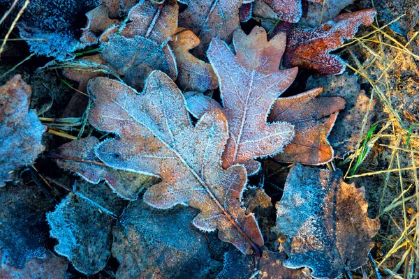 Schöne herbstlich gefrostete Blätter — Stockfoto