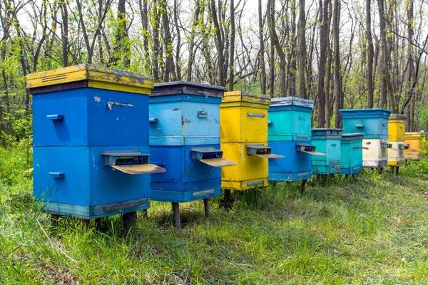 Apiary in forest — Stock Photo, Image