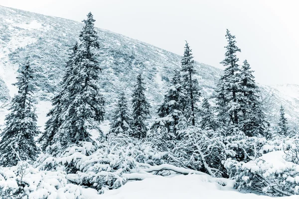 Inverno nella foresta montana — Foto Stock